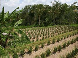 Aloe vera garden with rows, surrounded by tropical trees