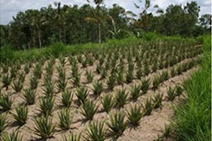 Aloe vera plants on farmland