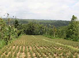 Aloe vera field on hills with green forest in the distance.