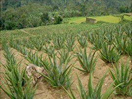 Neatly grown aloe vera plants on brown soil