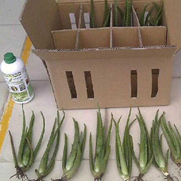 aloe vera plant