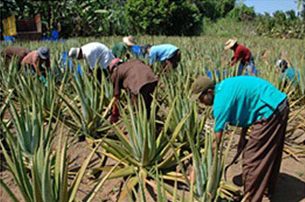 Worker harvesting aloe vera in a green garden.