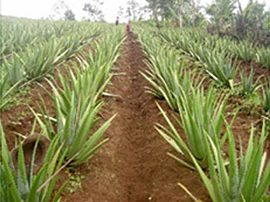 Aloe vera plants on red soil ready for harvest.