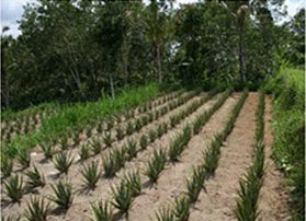 Rows of young aloe vera plants growing on a farm field