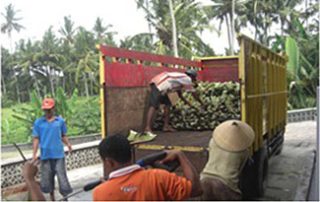 Worker loading aloe vera into truck for delivery