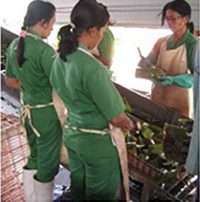 Aloe Vera Manufacture