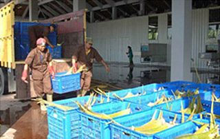 Worker placing aloe vera from truck into lined baskets.