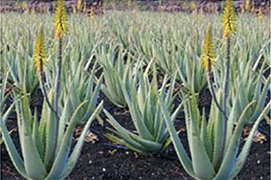 Field of mature aloe vera plants with yellow flower spikes.